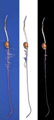 Illustration of Structural Deformation and Information Loss in Fine Root Hairs Induced by Automated Image Preprocessing Algorithms (Original–REMBG–HSV)